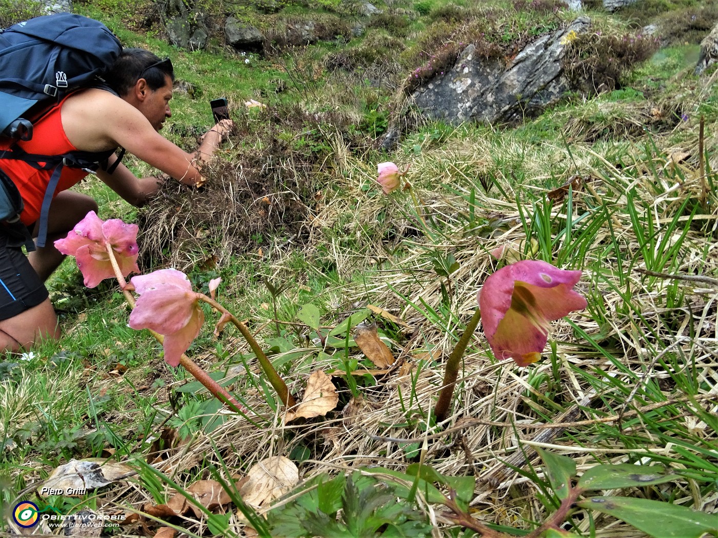 45 Ellebori (Helleborus niger)  in avanzata fioritura ancora in forma.JPG